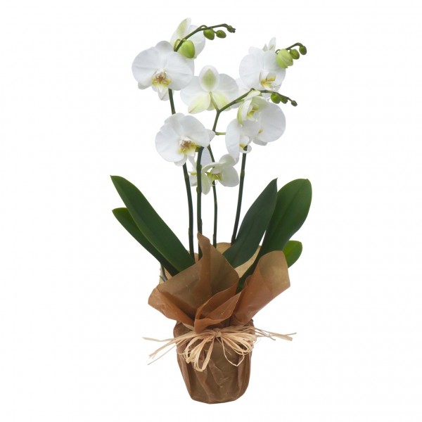 Phalaenopsis, Phalaenopsis