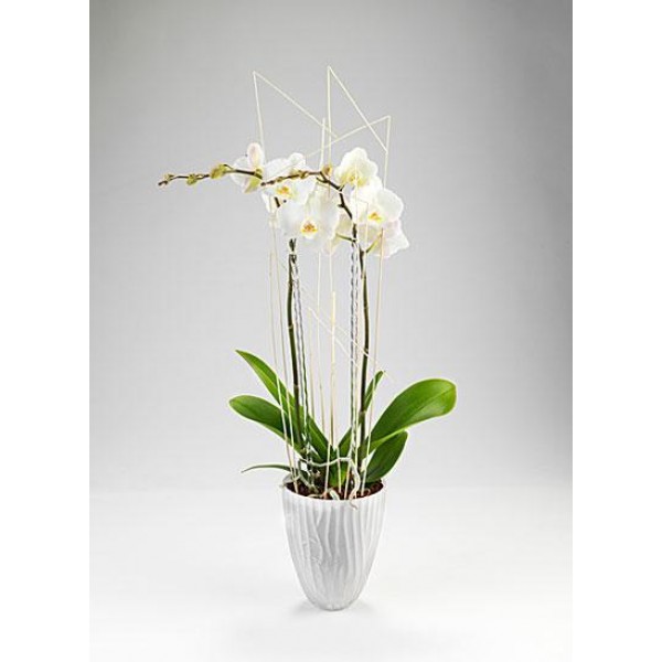 Orkide, GL#442
Orkide