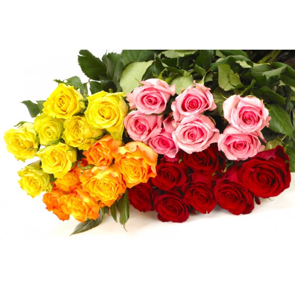 Rosas / Selección de colores (sin jarrón), Rosas / Selección de colores (sin jarrón)