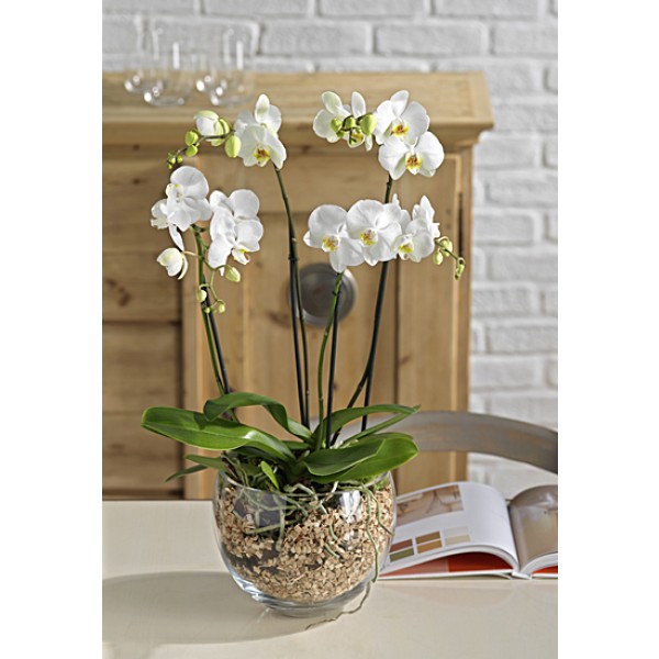 4 Ramas Orchid, IT#H6.4 Ramas Orchid