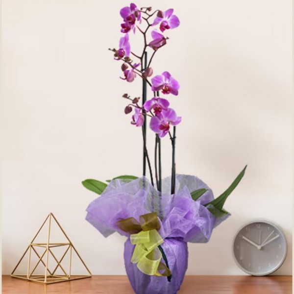 Orchidea rosa, IT#P003.Orchidea rosa