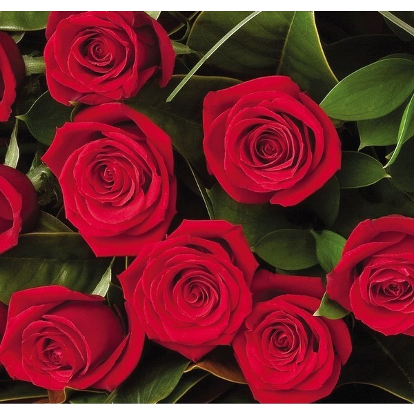 12 Red roses bouquet, 12 Red roses bouquet