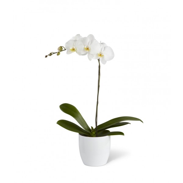 White Orchid Planter, White Orchid Planter