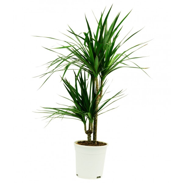 Dracaena, Dracaena