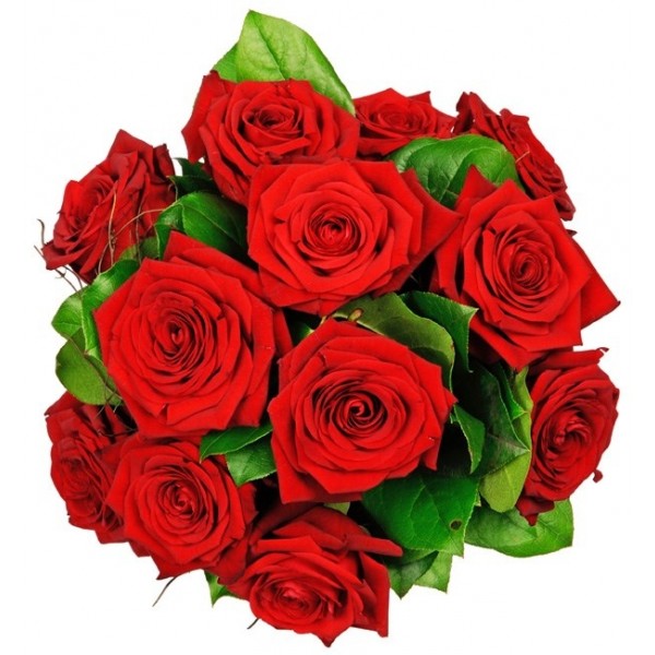 12 red roses -  longstemmed, 12 red roses -  longstemmed