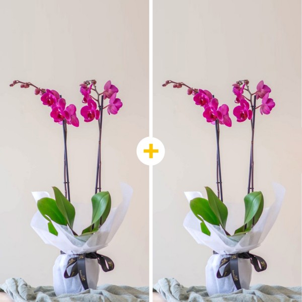 Pack de Orquídeas, Perfecto para ellas