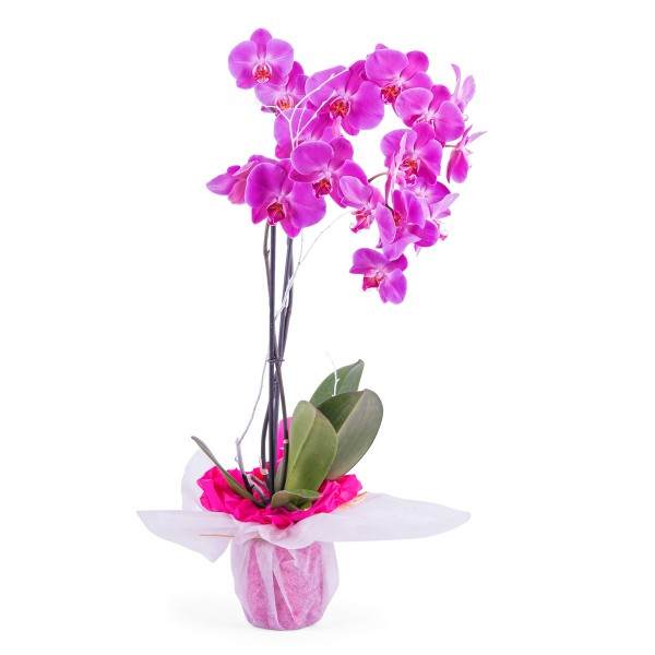 Orchid Plant, Orchid Plant
