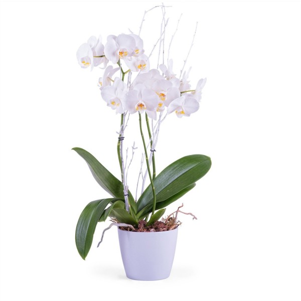 Phalaenopsis Premium Plant
, Phalaenopsis Premium Plant
