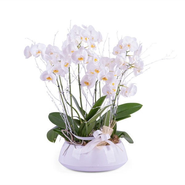 Centrepiece of white Phalaenopsis plants, Centrepiece of white Phalaenopsis plants

