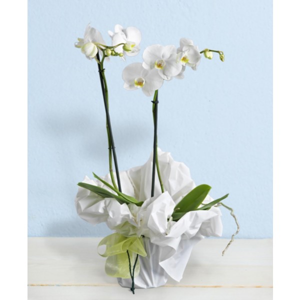 White phalaenopsis orchids, White phalaenopsis orchids