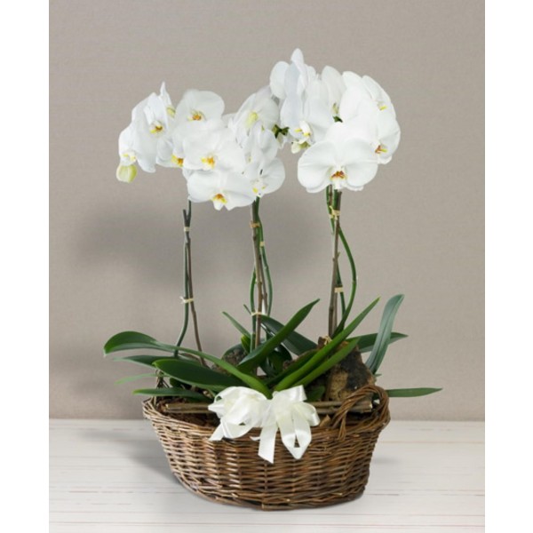 Basket with orchids, Basket with orchids