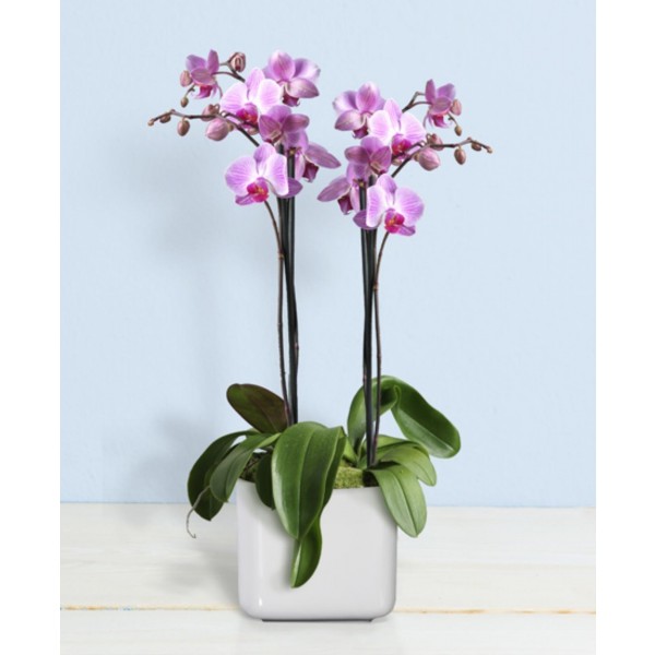 Orchid phalaenopsis, Orchid phalaenopsis