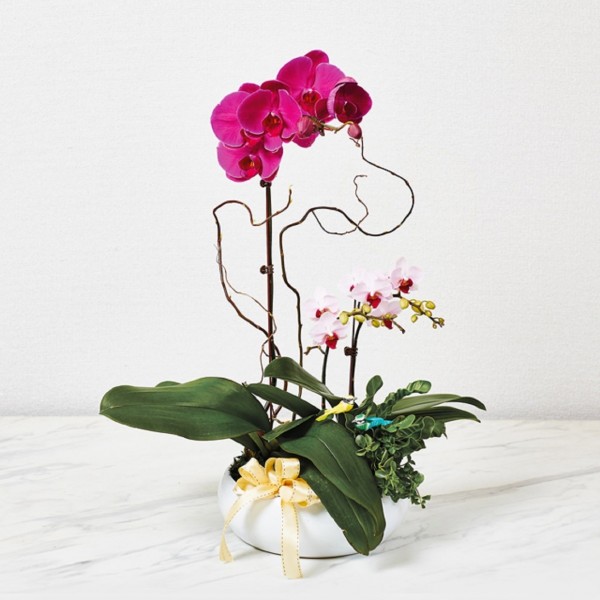 Phalaenopsis, Phalaenopsis