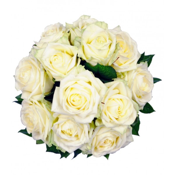 12 White Roses, 12 White Roses