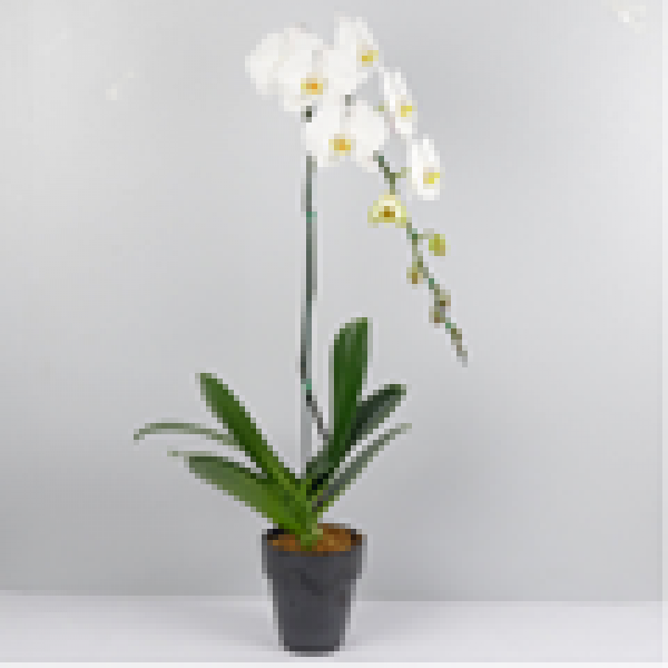 White Phalaenopsis, White Phalaenopsis
