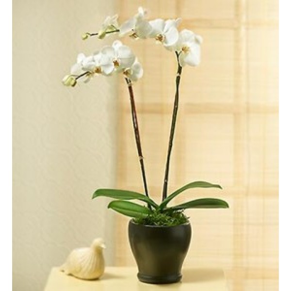 PHALEONOPSIS ORCHID PLAN IN POT WITH TWO STEMS, TR#4220
PHALEONOPSIS ORCHID PLAN IN POT WITH TWO STEMS