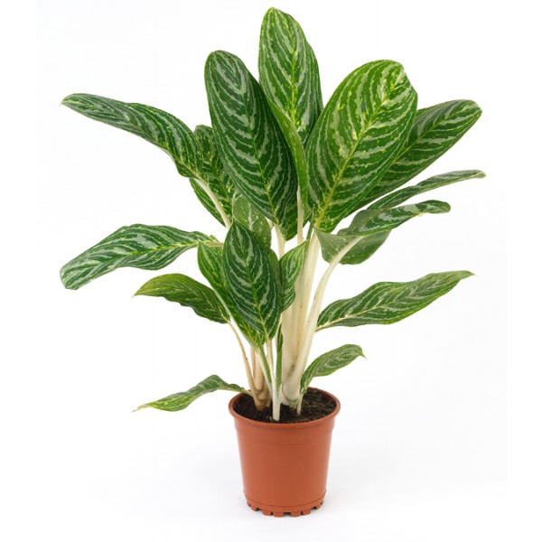 Planta verde, ZW#SP
Planta verde