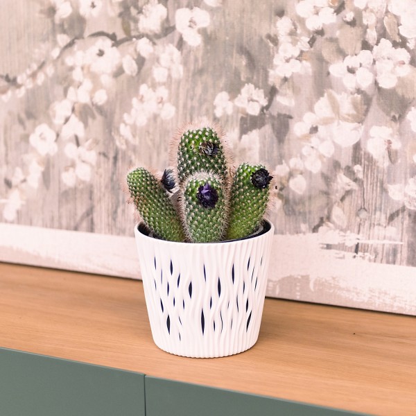 Cactus Mix, Los Cactus agradecen estar a semisombra en ambientes luminosos.