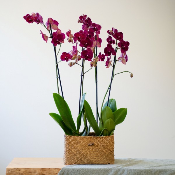 Flores violetas: ramo de flores moradas para regalar | Interflora
