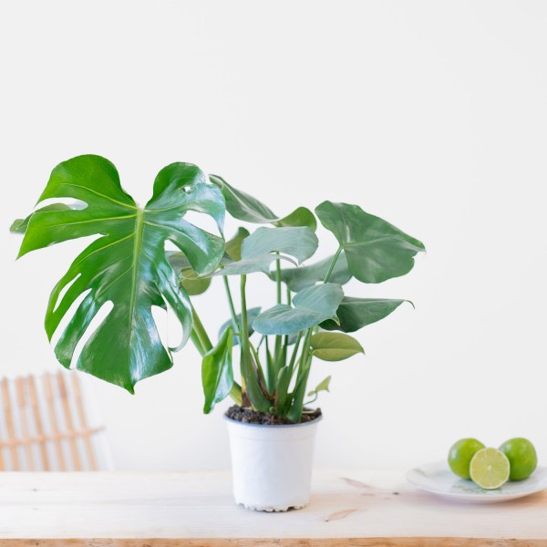 Monstera, Philodendron Monstera