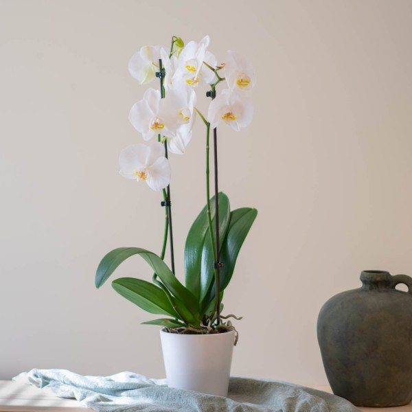 Flores blancas para regalar | Interflora
