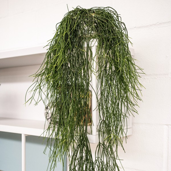 Planta colgante Rhipsalis, Preciosa planta de interior que desarrolla tallos colgantes de hasta 1 metro
