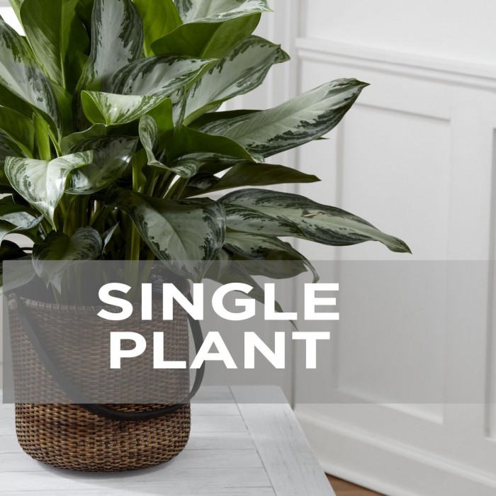 Planta, US#SP
Planta