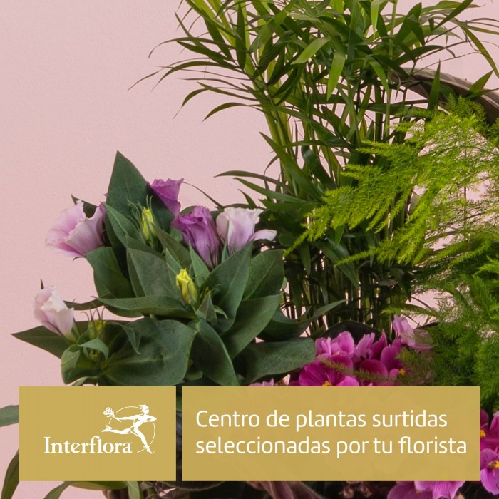 Centro de Plantas del Florista, Cesta de plantas surtidas seleccionadas por tu florista Interflora