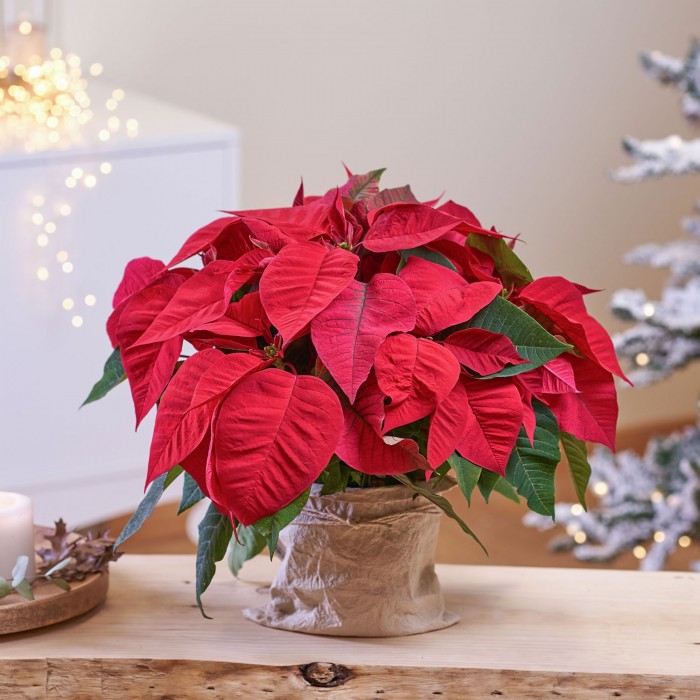 Flores y plantas de Navidad 2022: arreglos navideños a domicilio |  Interflora