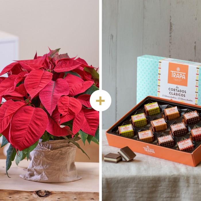 PACK: Estrella de Navidad + TRAPA, Planta individual de Flor de Pascua + chocolate