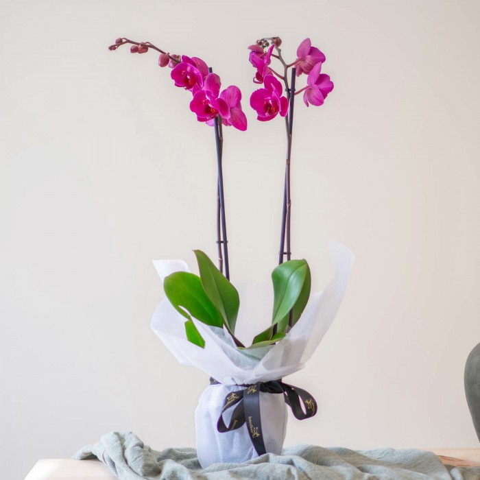 Índico, Orquídea radiante y duradera