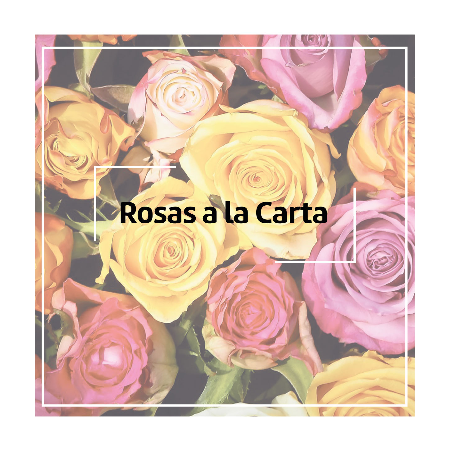 Rosa Unitaria de 70 cm de color rojo, Rosas a la carta