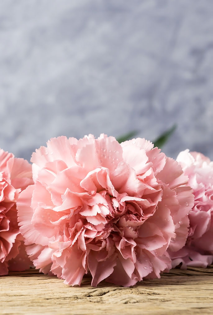 Clavel, guía básica para descubrir la flor de enero