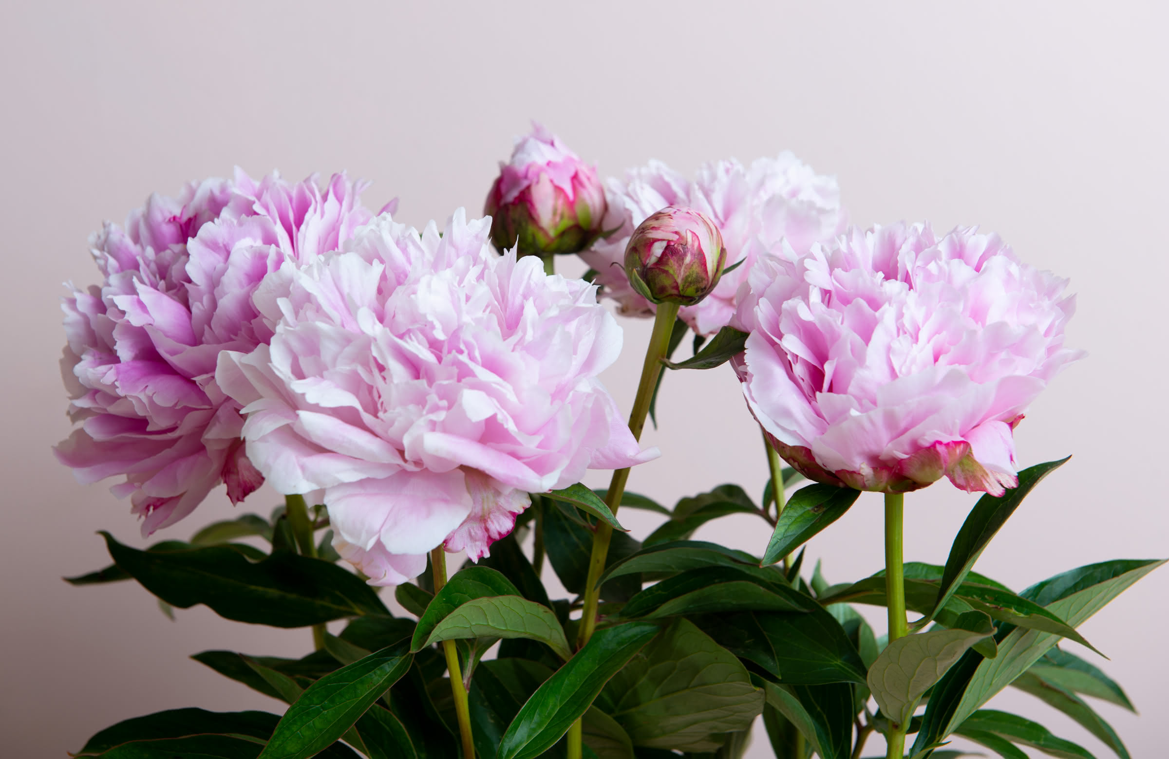 La peonía, una flor de amor, bodas y aniversarios