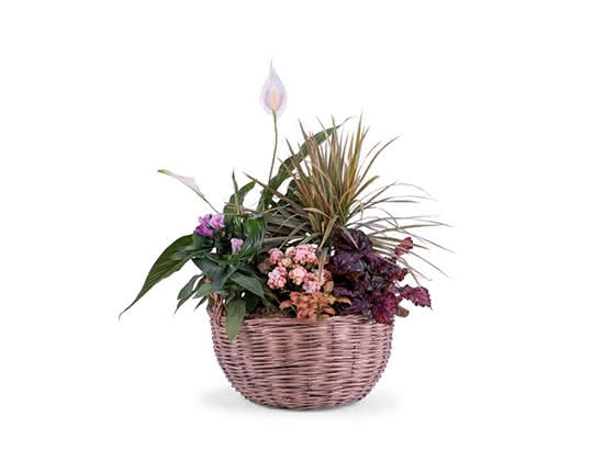 Plantas para decorar tu casa con estilo ‘hygge’