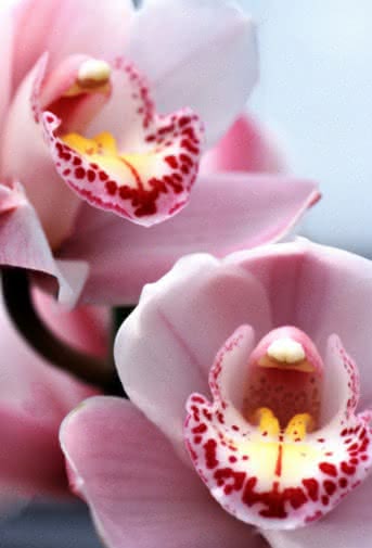 Guías Interflora - Guía para cuidar tus orquídeas en casa