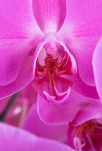 Guías Interflora - Guía para el cultivo de orquídeas en casa