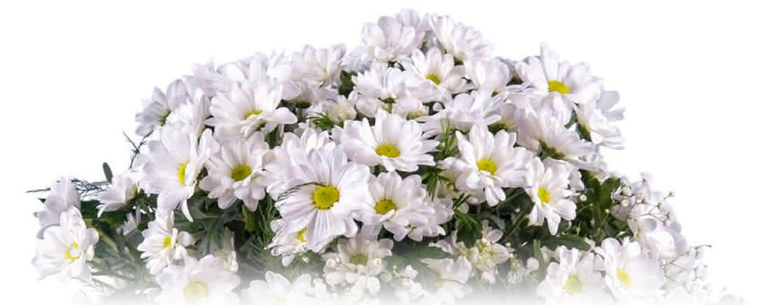 Margaritas y gerberas para saber “Si me quiere o no me quiere”