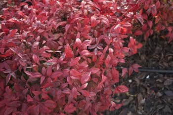 Plantas navideñas en Japón