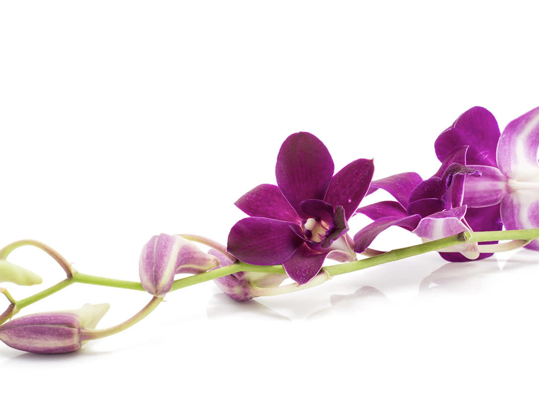 Flores moradas para mujeres luchadoras el Día de la Mujer