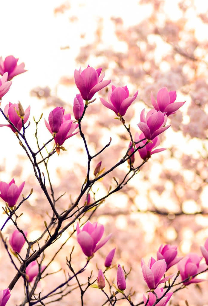Blog Interflora - Fiestas florales alrededor del mundo