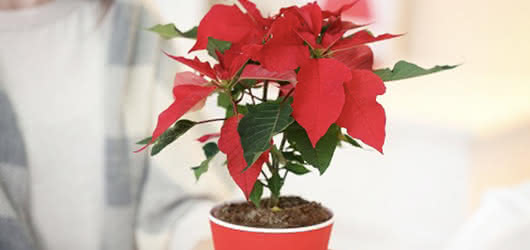 Significado de regalar la poinsettia y la buena suerte