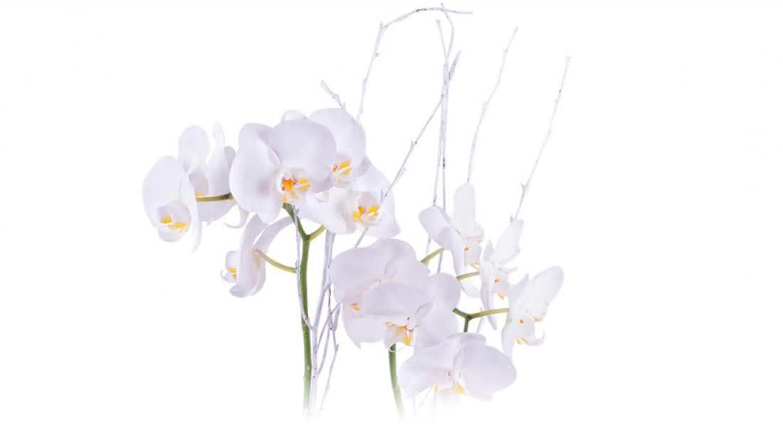 Regala una orquídea en San Valentín y da un paso más