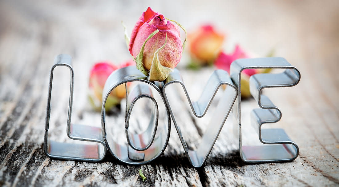 Plantas eternas con mensajes de amor para siempre