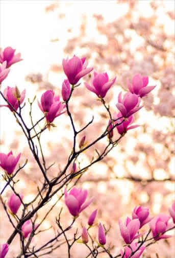 Blog Interflora - Fiestas florales alrededor del mundo