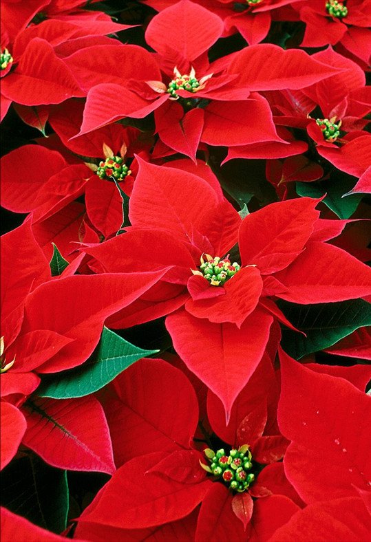 Flores de Pascua para regalar en Navidad