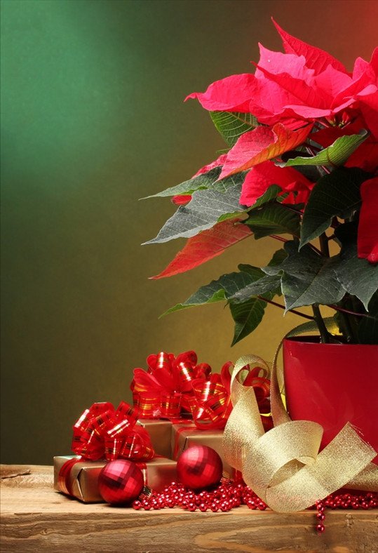 Regalar flores y plantas Navidad