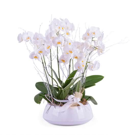 Centro de plantas de Phalaenopsis blancas