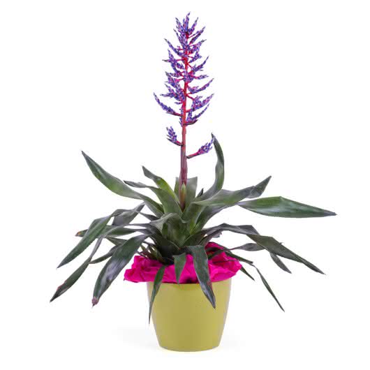 Planta de Viriesia (Bromelia)