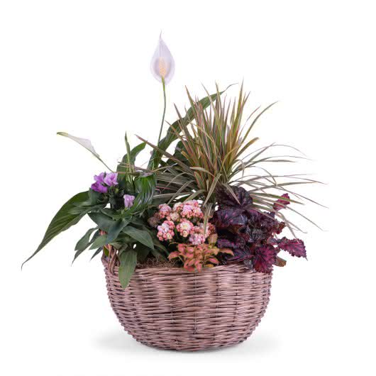 Composición de plantas en una cesta de mimbre que le da cierto aire rural